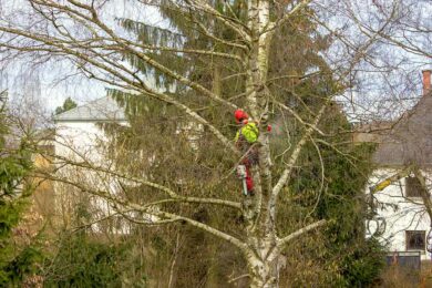 Schadensersatz nach gravierendem Baumrückschnitt durch Nachbarn