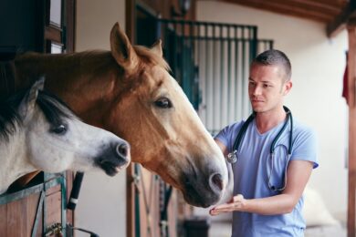 Bei einem tierärztlichen Behandlungsvertrag handelt es sich rechtlich um einen Dienstvertrag. Das bedeutet, dass der Tierarzt die fachgerechte Durchführung der medizinischen Behandlung schuldet – nicht aber einen bestimmten Heilungserfolg.